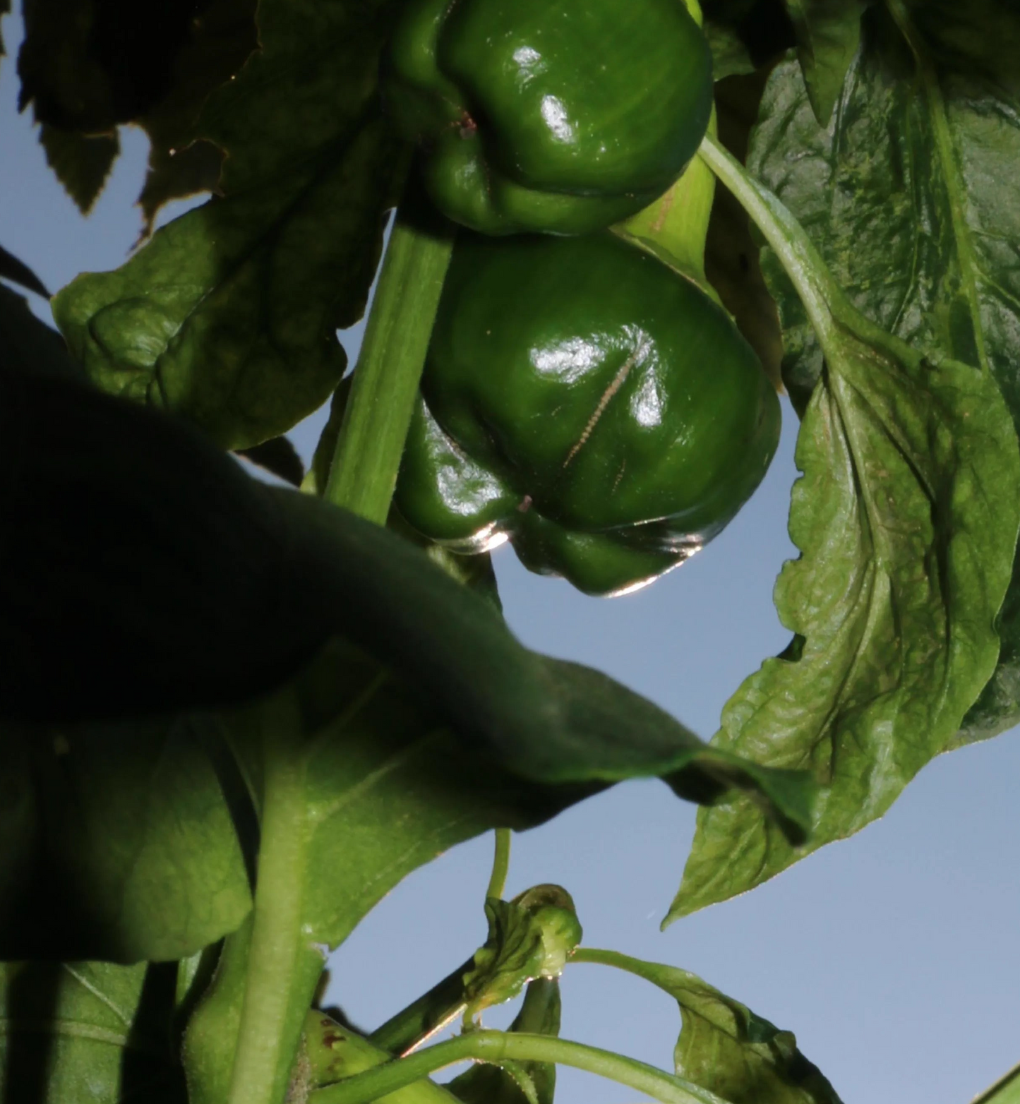 Oddgreen - Green Pepper Apple Bag